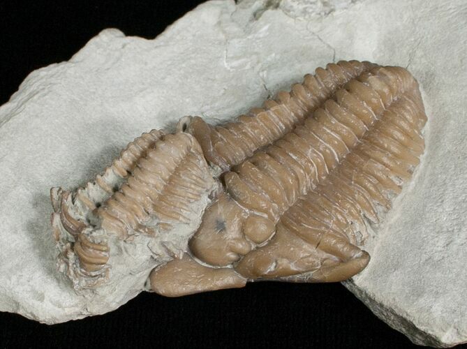 Super Rare, Snout Nosed Spathacalymene Trilobite #5744